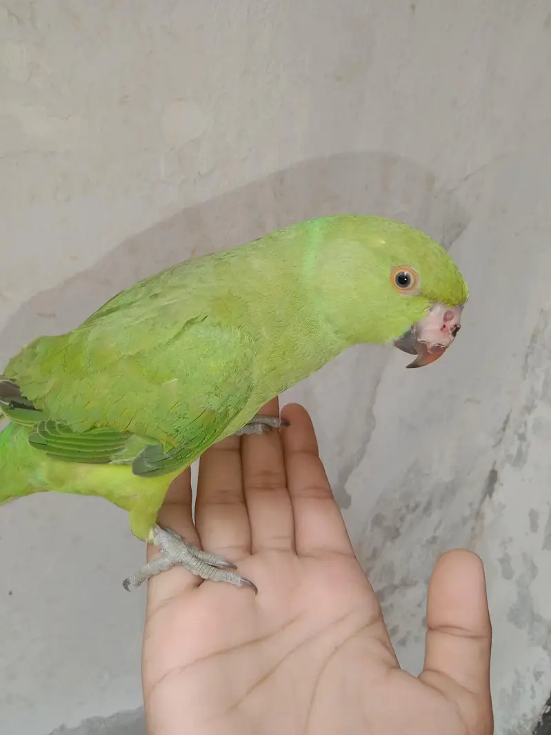Green Ringneck male — photo 2