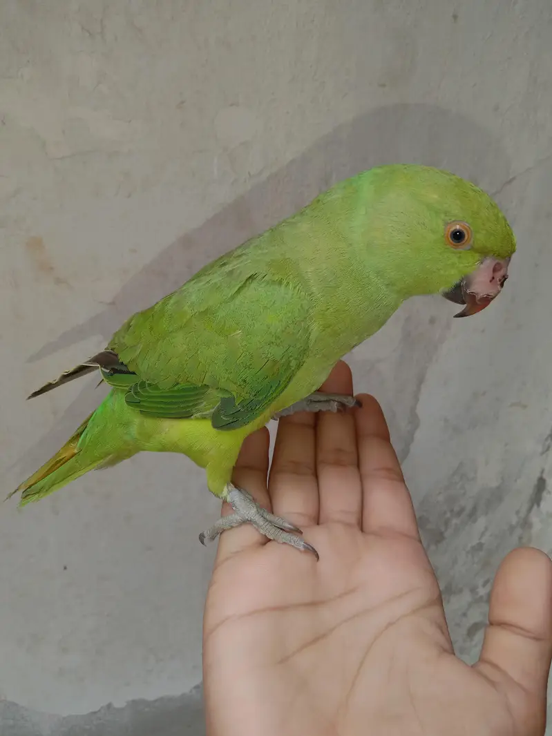 Green Ringneck male — photo 3