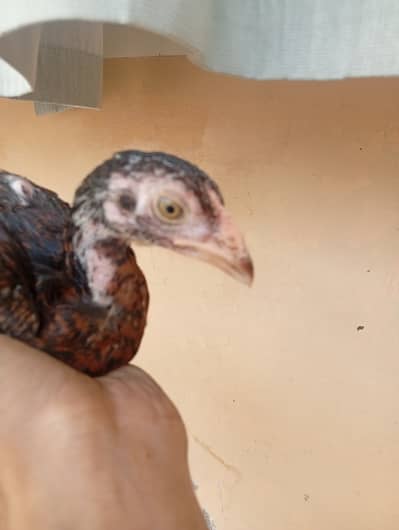 8 aseel chiks he 4 months ke