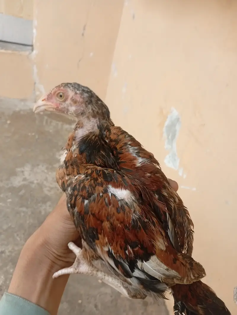 8 aseel chiks he 4 months ke — photo 2