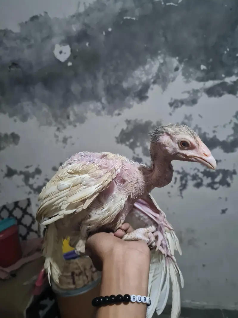 Beautiful Hens — photo 2