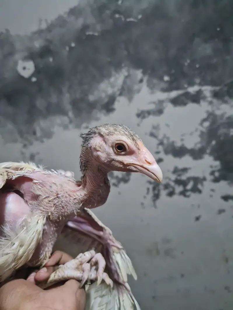 Beautiful Hens — photo 3