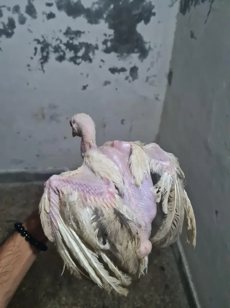 Beautiful Hens — photo 4