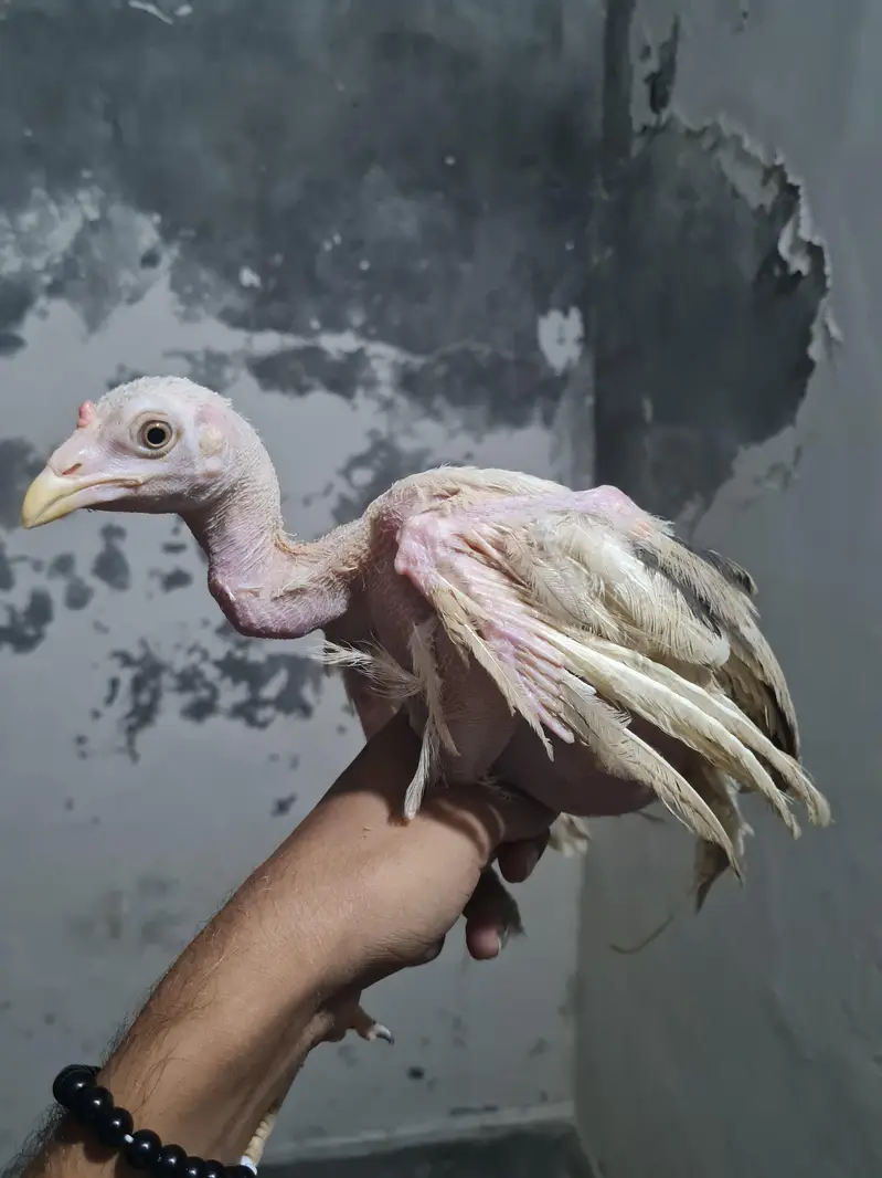 Beautiful Hens — photo 5