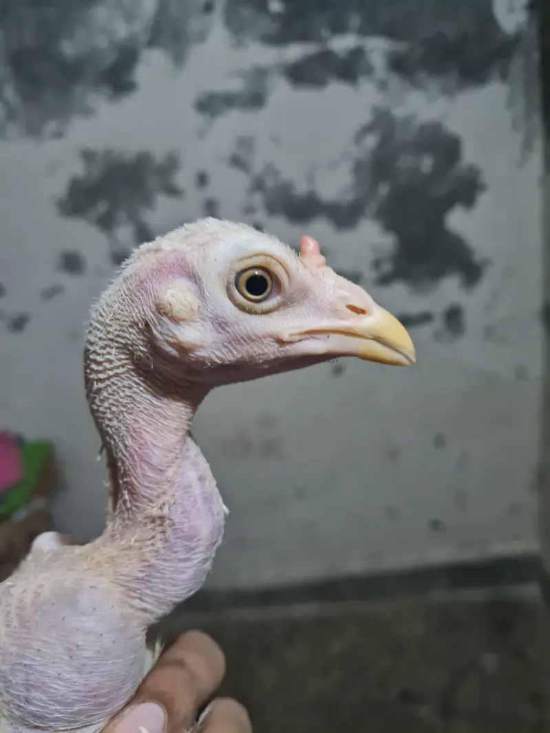 Beautiful Hens — photo 6