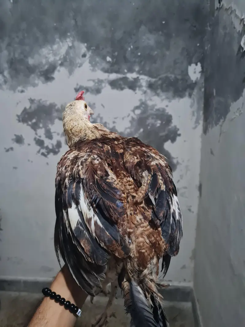 Beautiful Hens — photo 9
