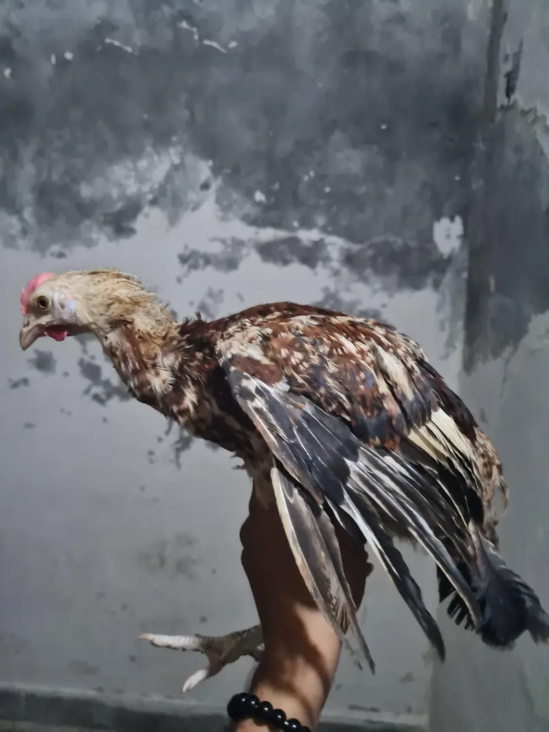 Beautiful Hens — photo 10