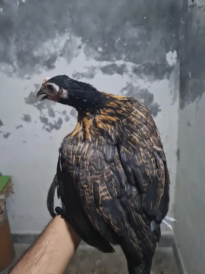 Beautiful Hens — photo 11