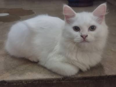 Persian Kitten