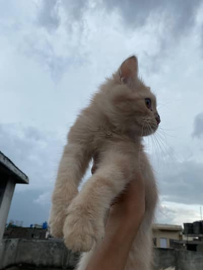 persian cat baby