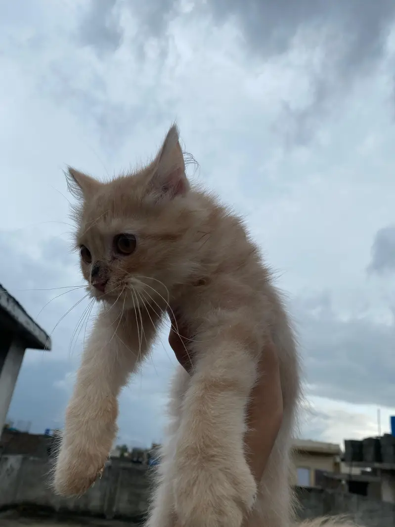 persian cat baby — photo 2