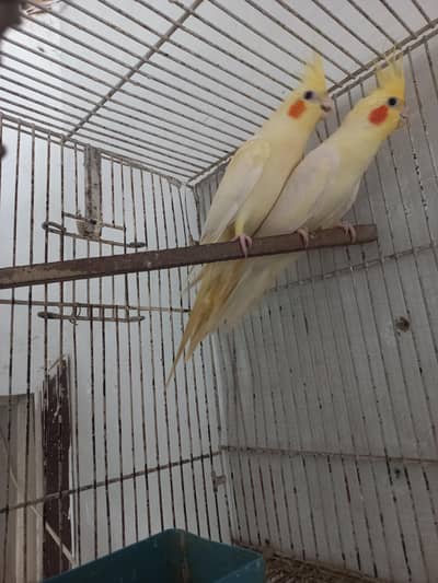 Cream Cocktail Pair