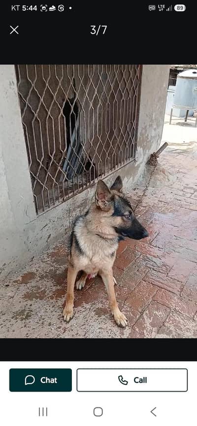 top quality german shepherd