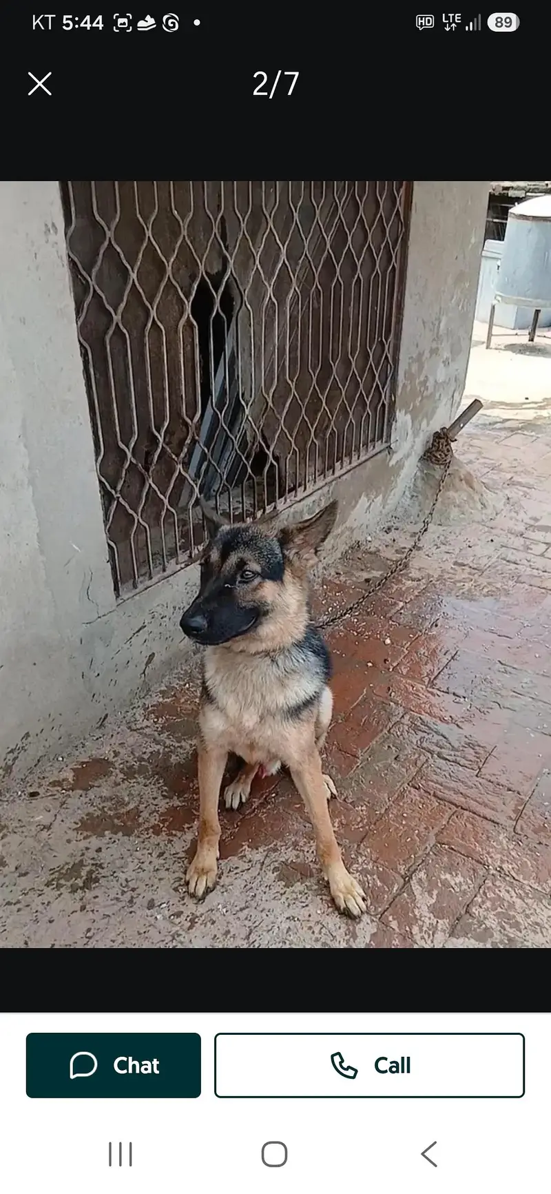 top quality german shepherd — photo 2