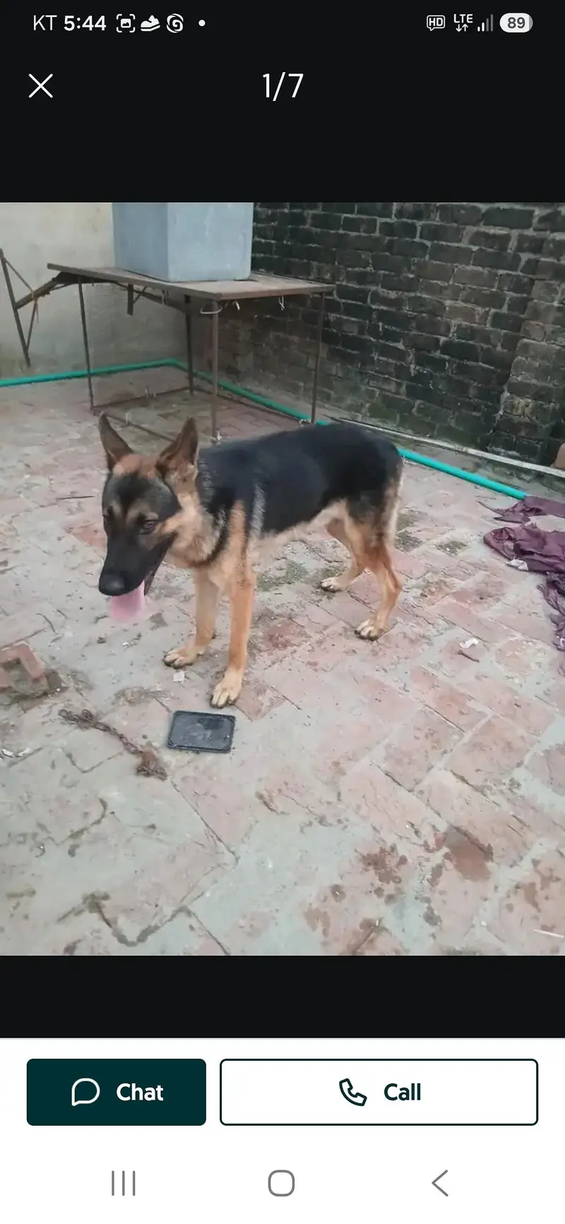 top quality german shepherd — photo 3
