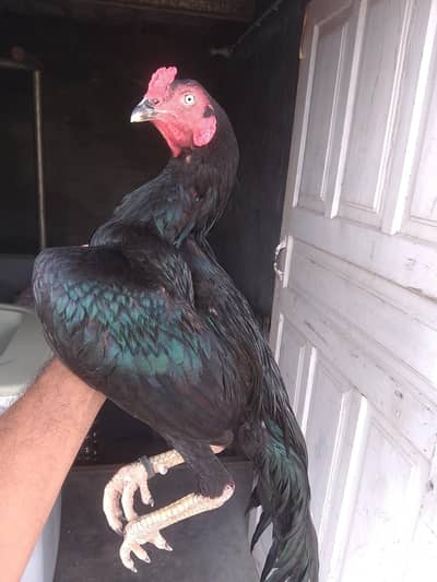 Jet black aseel patha for sale