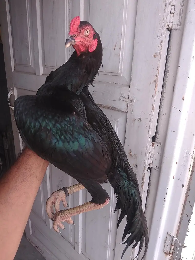 Jet black aseel patha for sale — photo 2