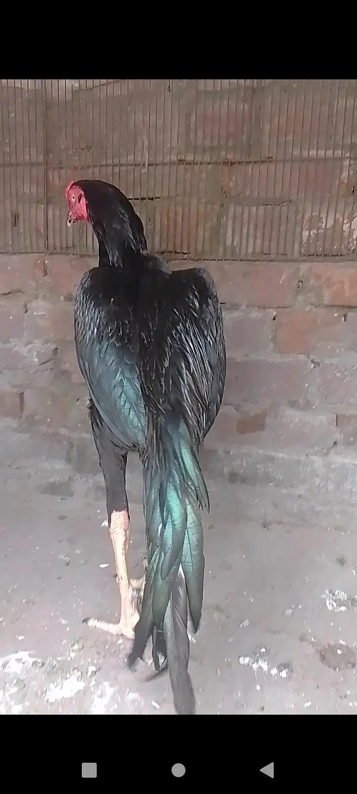 Jet black aseel patha for sale — photo 3