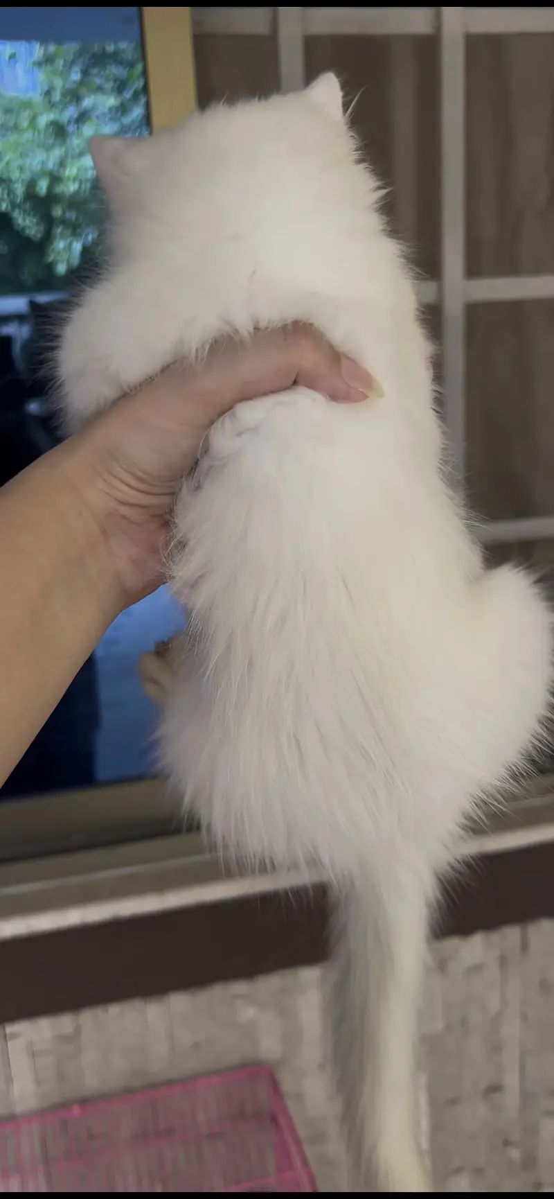 Persian Kitten Feroze Eyes white Persian kitten — photo 2