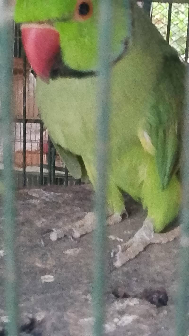 Ring neck breeding pair 0