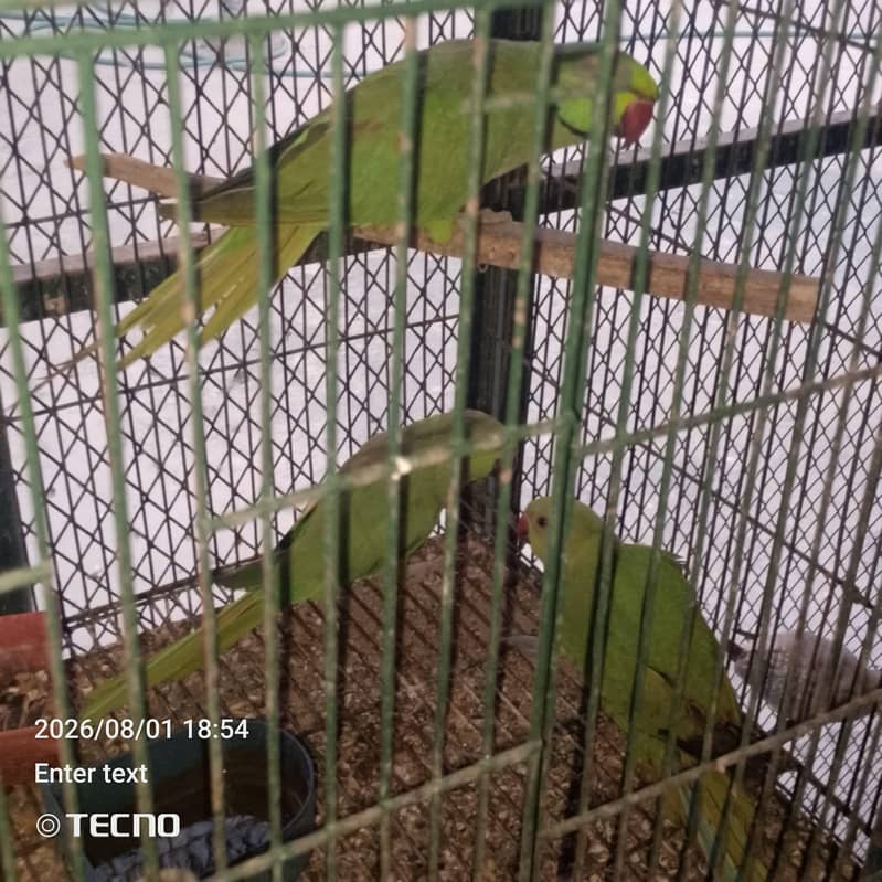 Ring neck breeding pair 1