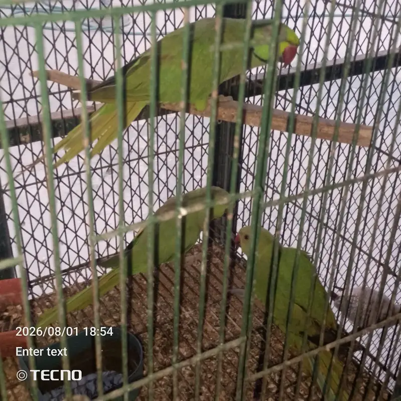 Ring neck breeding pair — photo 2
