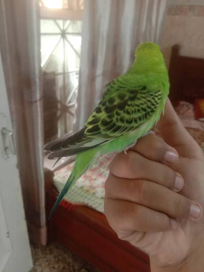 parrot