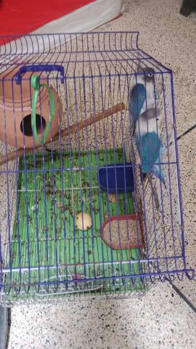 chintu mintu (love birds) with cage (pinjra)