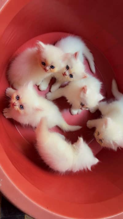 Both Male and female kittens