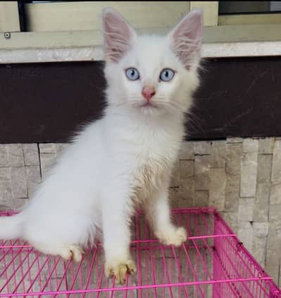 Persian Kitten Feroze Eyes white Persian kitten