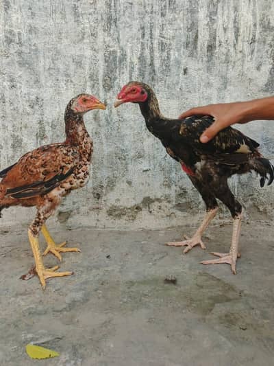 Aseel murga and pairs