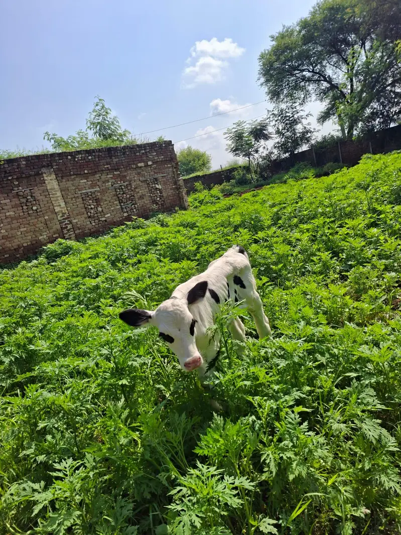 فریزن گائے تازہ سوئی — photo 4