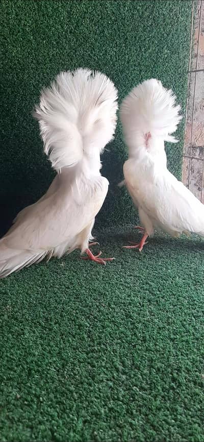 jacobin Chicks White and Red jacobin Chicks