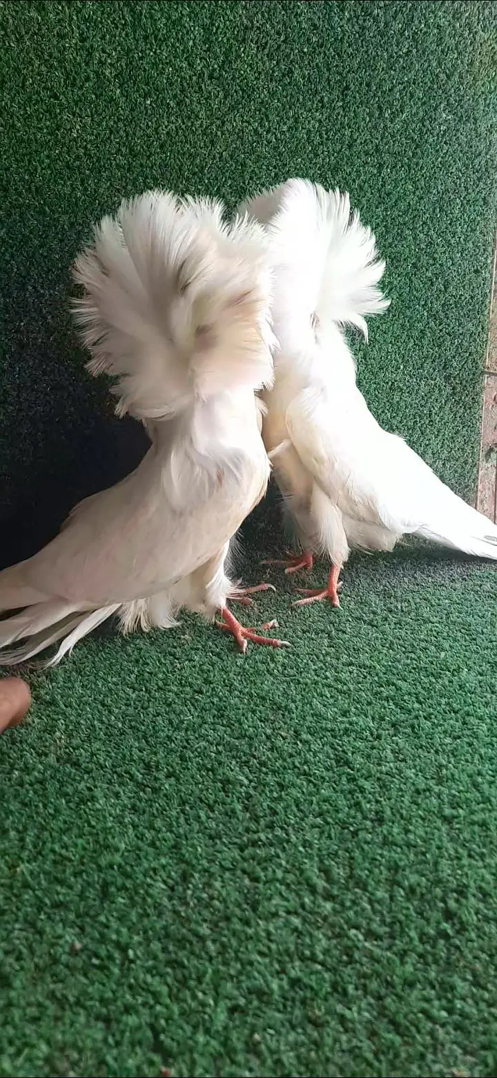 jacobin Chicks White and Red jacobin Chicks — photo 2