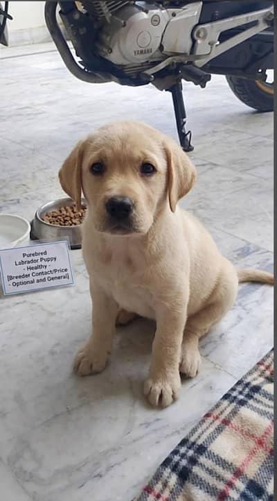 Labrador cute puppy