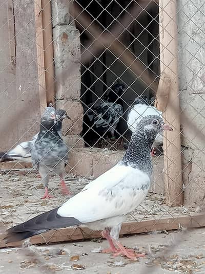 breeders and parwazi mix for sale