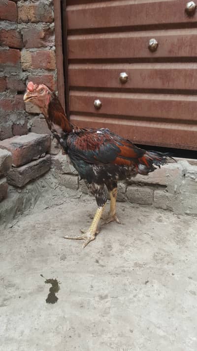 aseel patha urjent sale . . . . . . . 0323.8448410