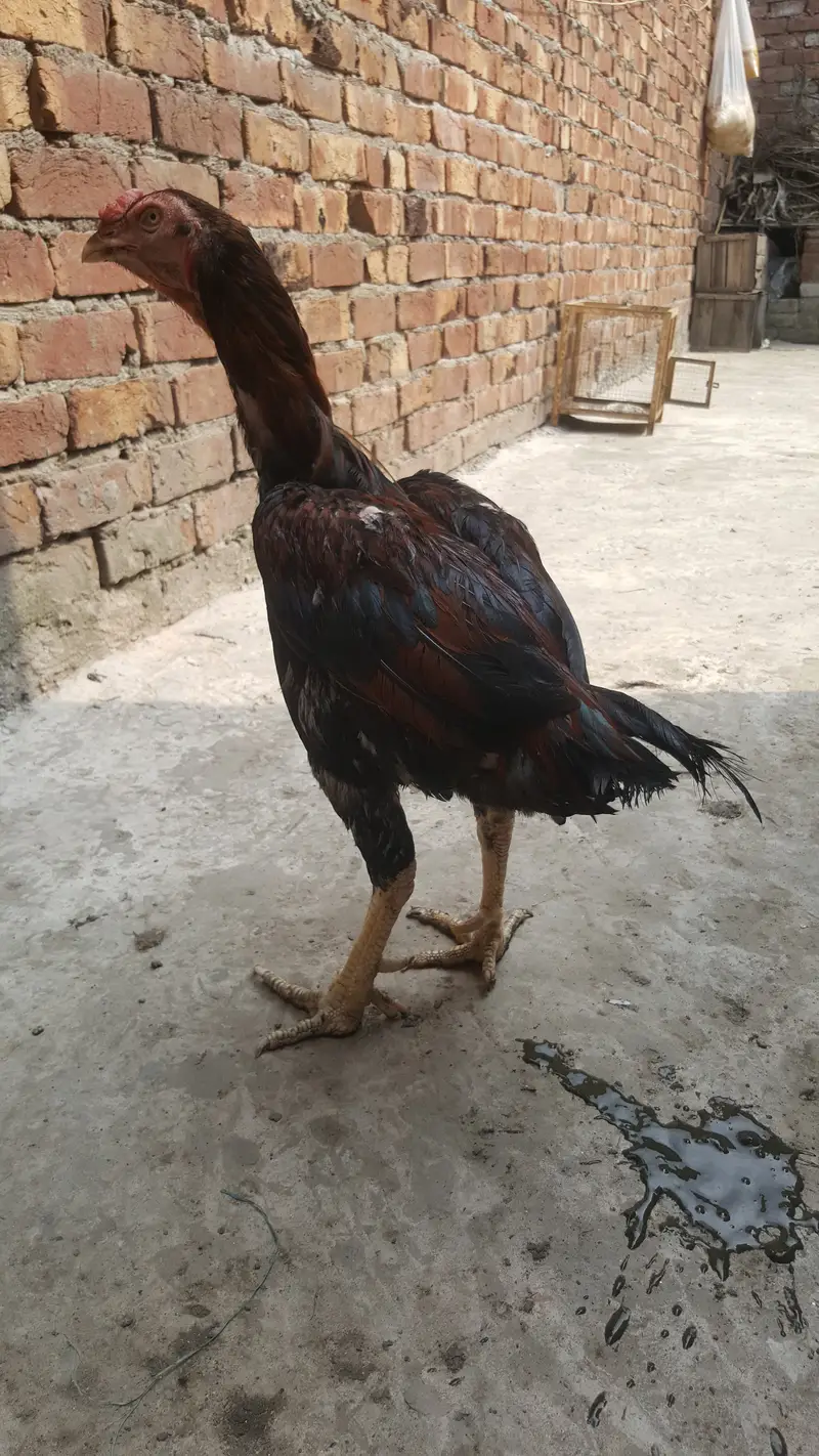 aseel patha urjent sale . . . . . . . 0323.8448410 — photo 2