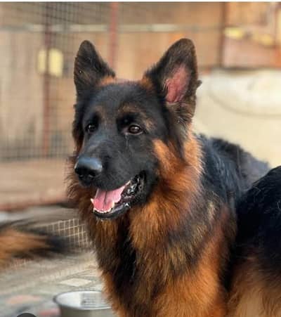 German Shepherd Doy