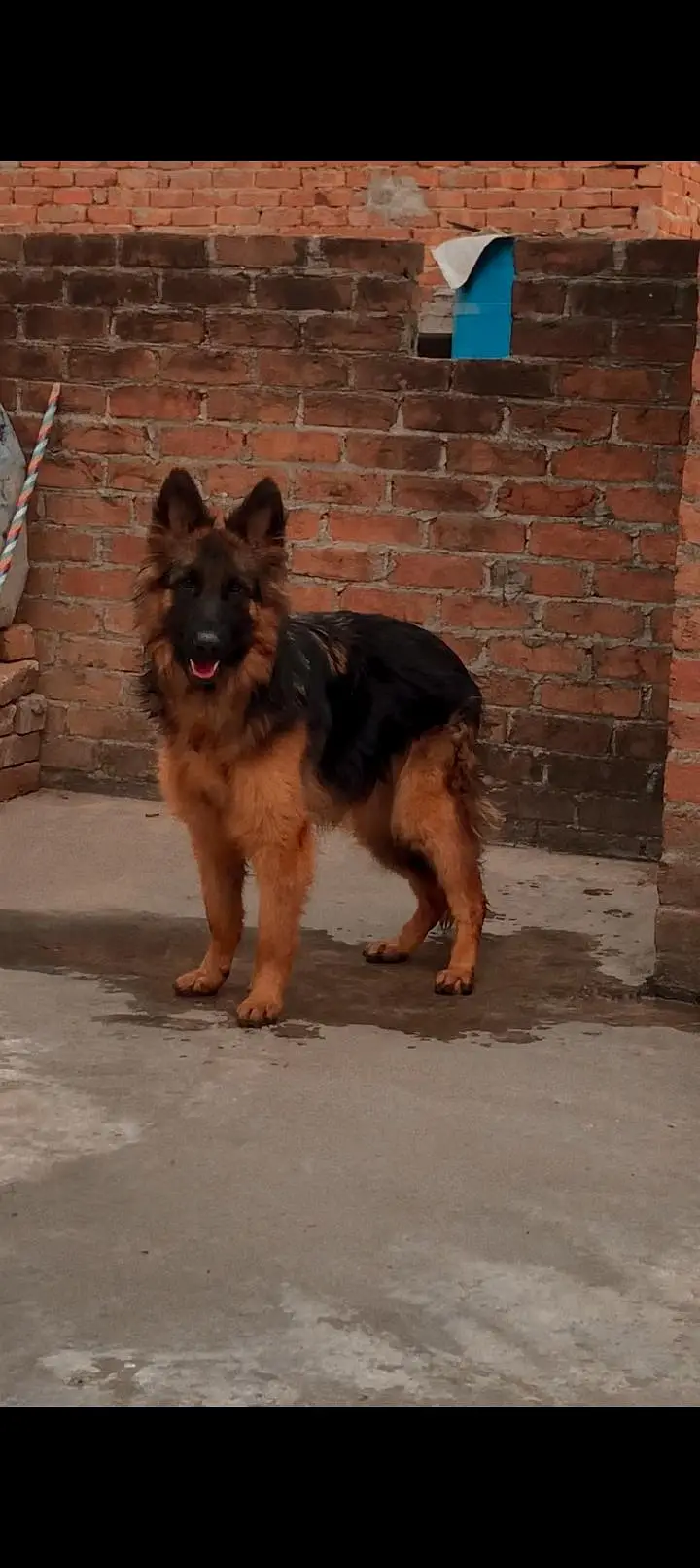 German Shepherd Doy — photo 2