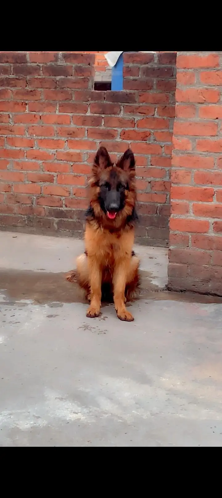 German Shepherd Doy — photo 3
