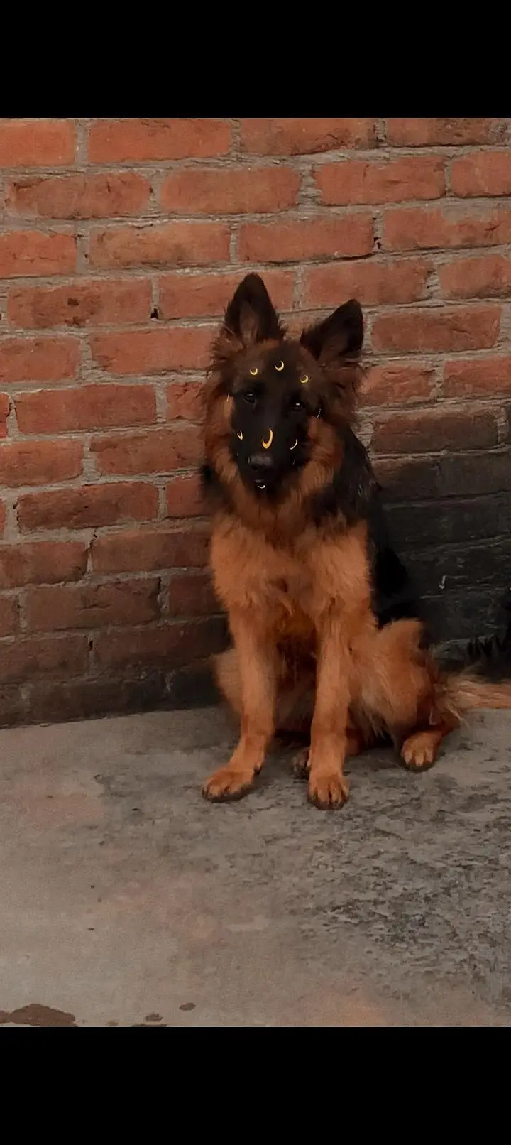 German Shepherd Doy — photo 4