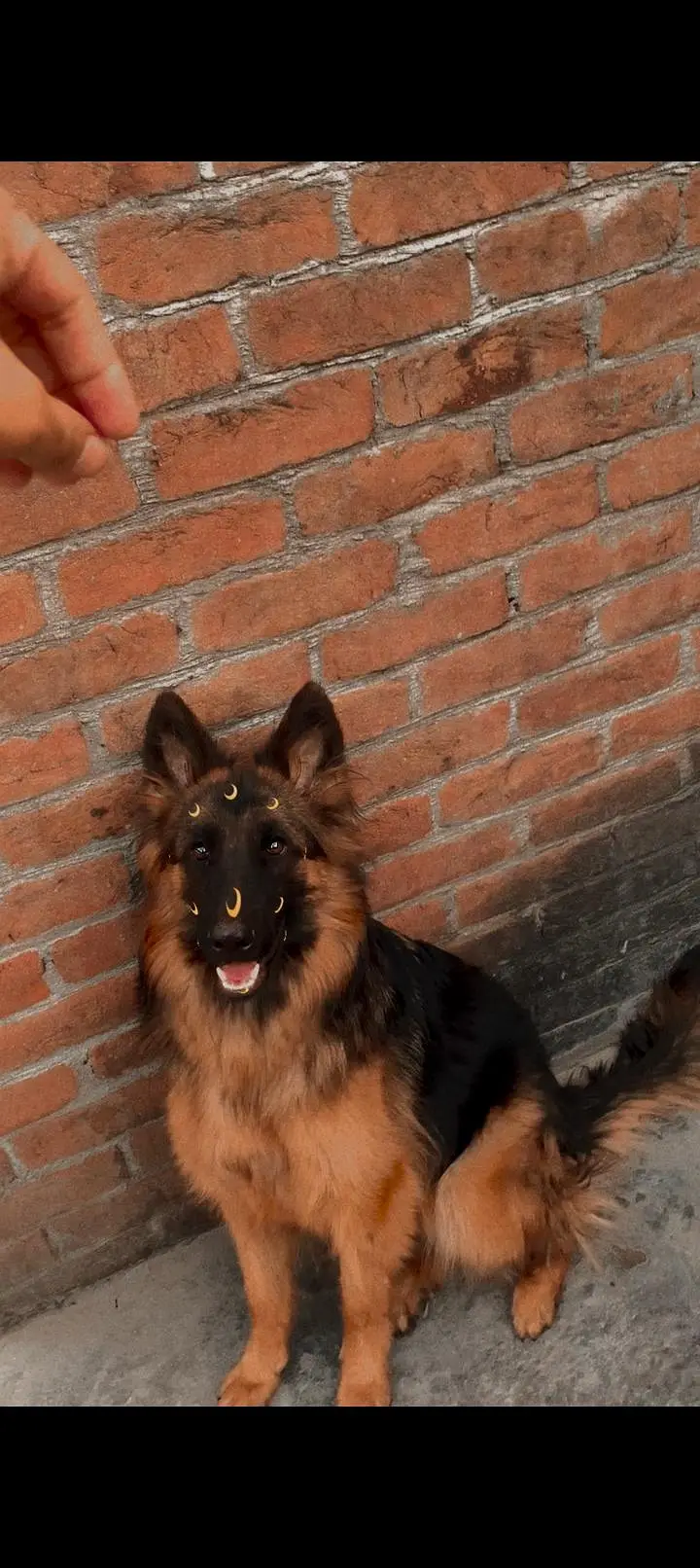 German Shepherd Doy — photo 5