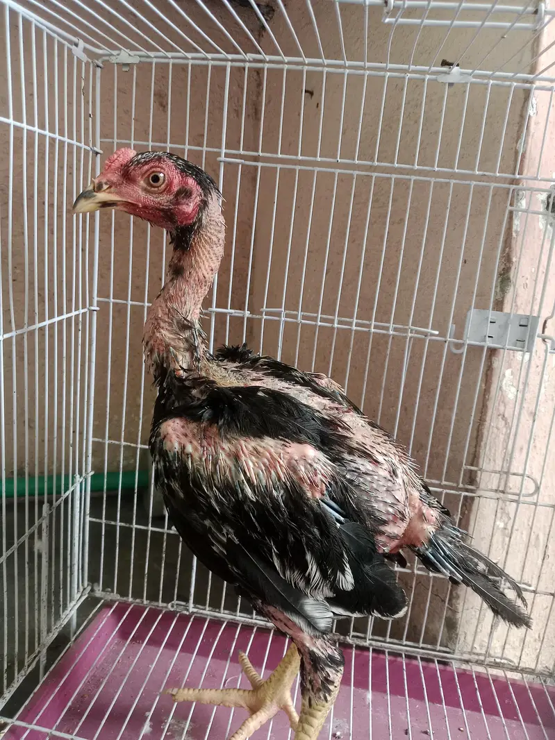 Aseel male — photo 2