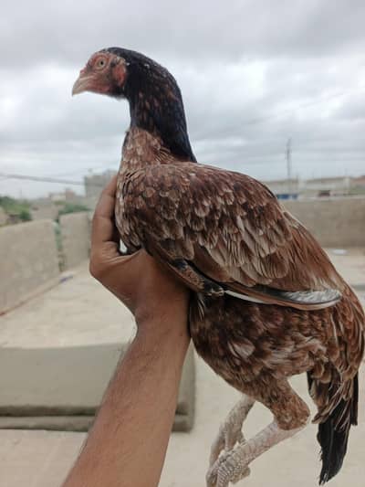 Aeeel mianwali murgi sel