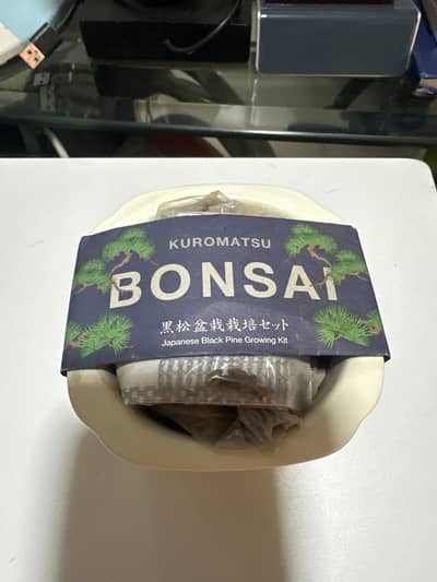 Kuromatsu Bonsai Japanese