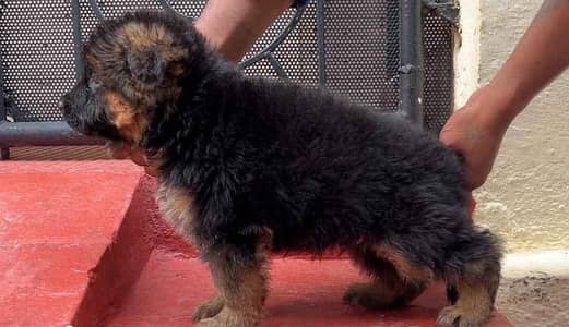 German Shepherd Puppy | Long Coat