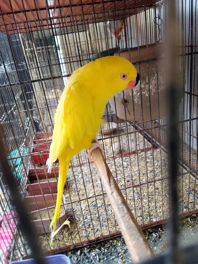 yellow ring neck breeder female