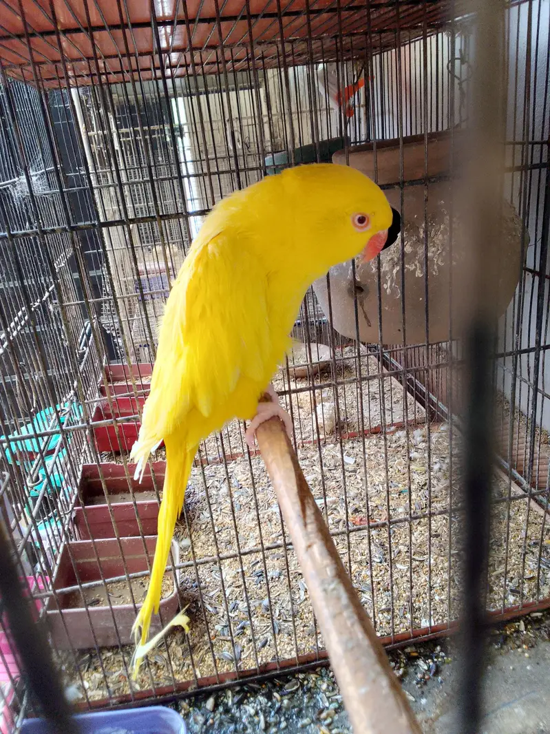 yellow ring neck breeder female — photo 3