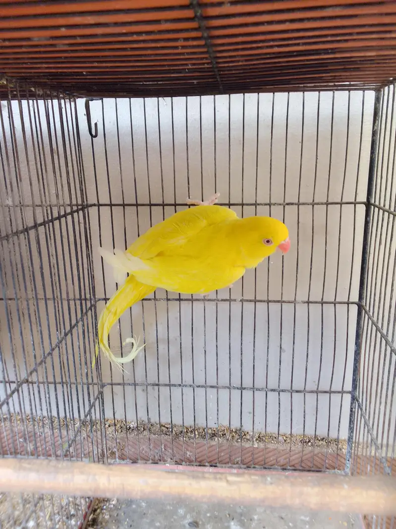 yellow ring neck breeder female — photo 4